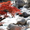 渓流と紅葉　その１