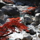 渓流と紅葉　その３