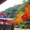 観心寺　紅葉IMG_3506