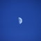 bluemoon
