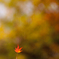 紅葉1枚