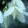 Fantastic clematis