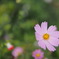 2013　Cosmos