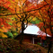 鶏足寺の紅葉