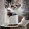 大須の猫1