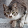 大須の猫2