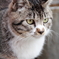 大須の猫3
