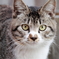 大須の猫4
