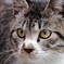大須の猫5