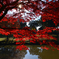 二光紅葉