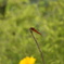 DSC00187