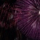 長岡花火 3