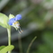 elephant　flower