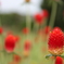 イチゴ風の花