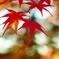 紅葉に恋して❤