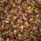 fallenleaves