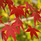 紅葉4