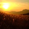 夕暮れのススキ野原