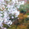 秋の桜