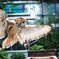駆ける梟