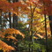 Autumn in Kyoto 2