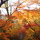 Autumn in Kyoto 3
