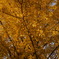 Autumn in Kyoto 5