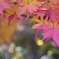 京都　東福寺　紅葉