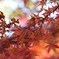 ＭＯＭＩＪＩ