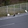 カラスは無視。
