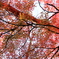 光を浴びる紅葉