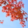 紅葉11