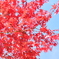 紅葉12