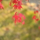 紅葉13