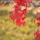 紅葉14