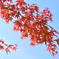 紅葉15