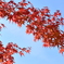 紅葉16