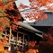 紅葉美しく