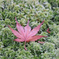 コケ紅葉