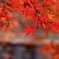岡山 法界院 紅葉
