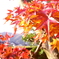 実家の紅葉