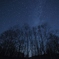 白樺と星空