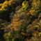 秋深まる