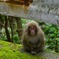 ヤクシマザル