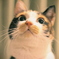 三毛猫