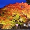 燃える紅葉