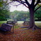 fallen leaf and bench