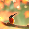 翡翠紅葉狩り