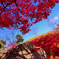 紅葉と高揚