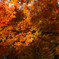 photo_2942537